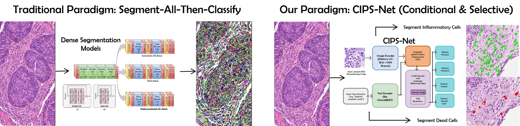 CIPS-Net: Text-Instructed Conditional Nucleus Instance Segmentation Network in Histopathology thumbnail