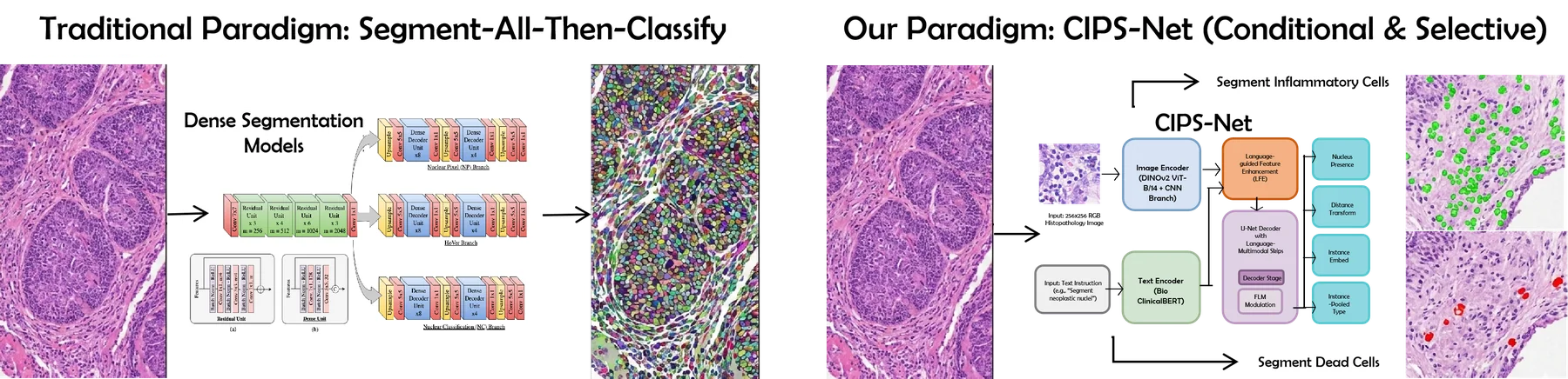 CIPS-Net: Text-Instructed Conditional Nucleus Instance Segmentation Network in Histopathology thumbnail